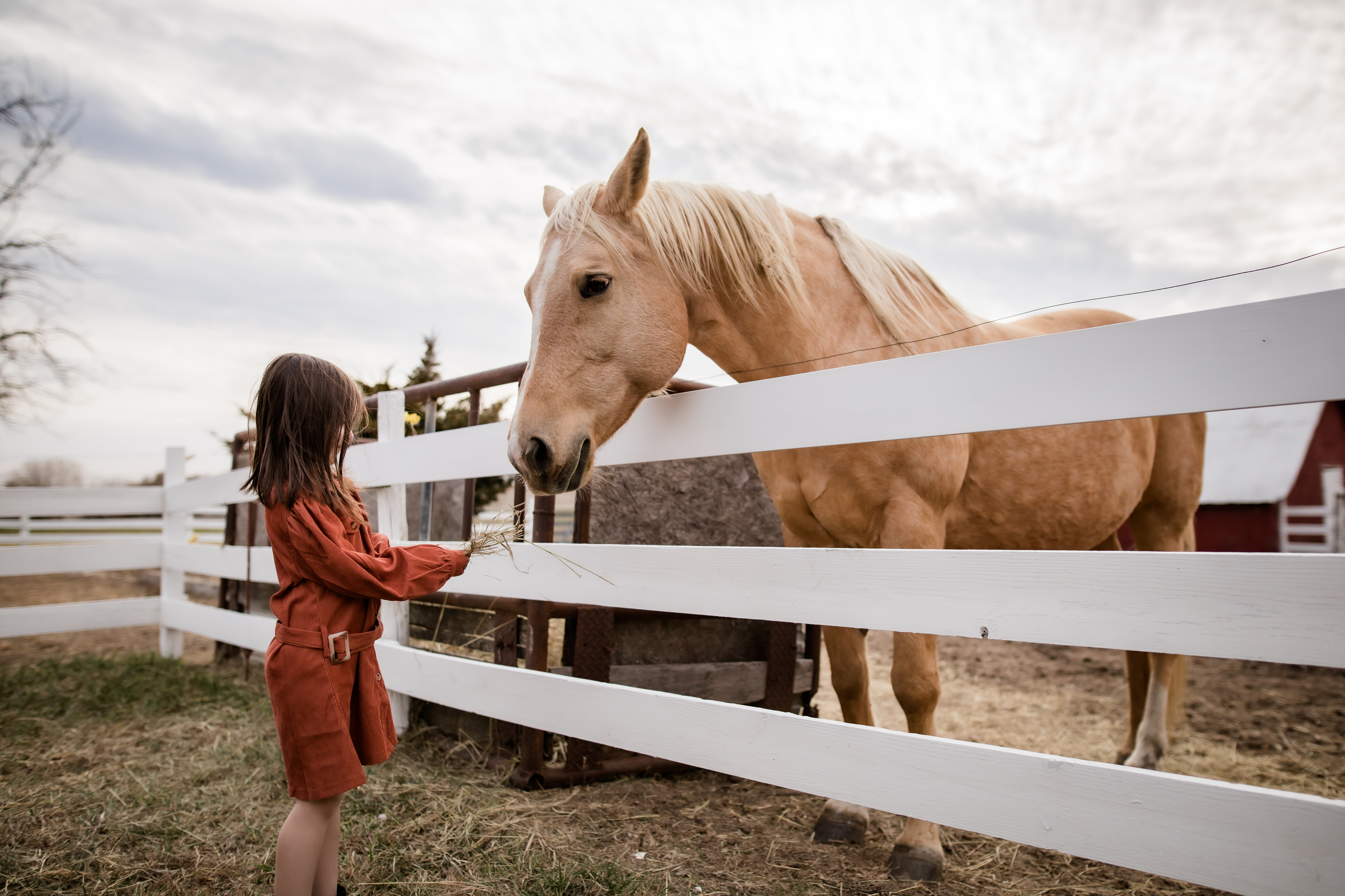 Young girl feeding a horse through a white fence at a farm